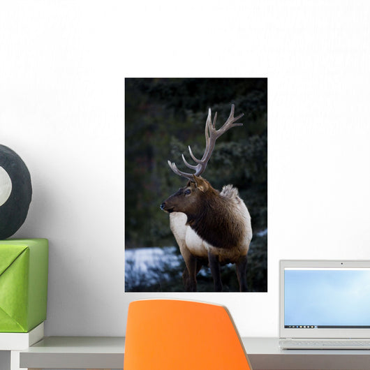 Male Elk Wall Mural