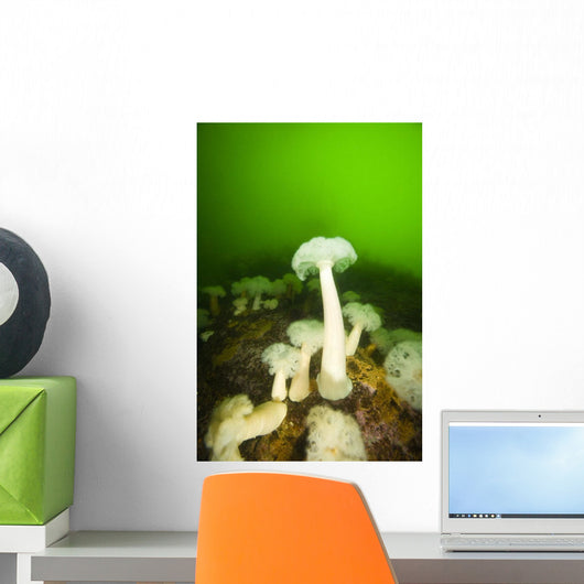 Plumose Sea Anemones, Alaska, Usa Wall Mural