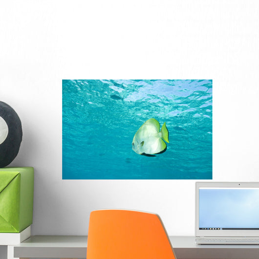 Batfish In Water Wall Mural