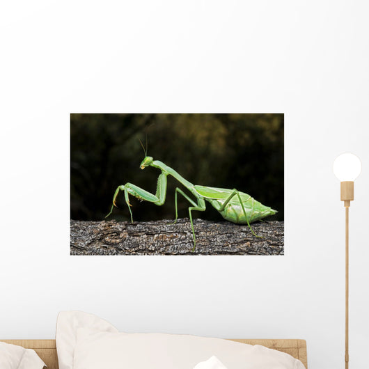Praying Mantis Perched On A Tree Wall Mural