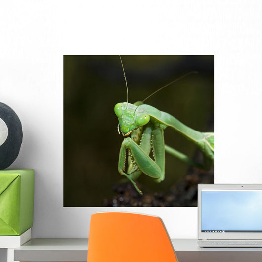 Close Up Of A Praying Mantis Wall Mural