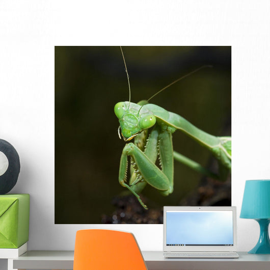 Close Up Of A Praying Mantis Wall Mural