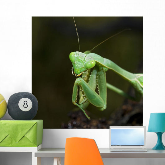 Close Up Of A Praying Mantis Wall Mural