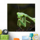 Close Up Of A Praying Mantis Wall Mural