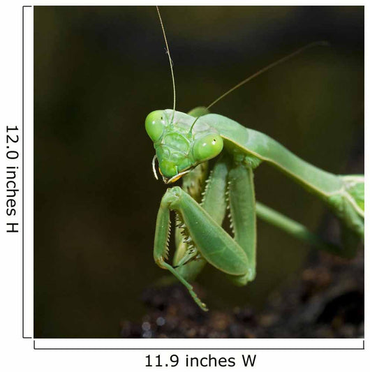 Close Up Of A Praying Mantis Wall Mural