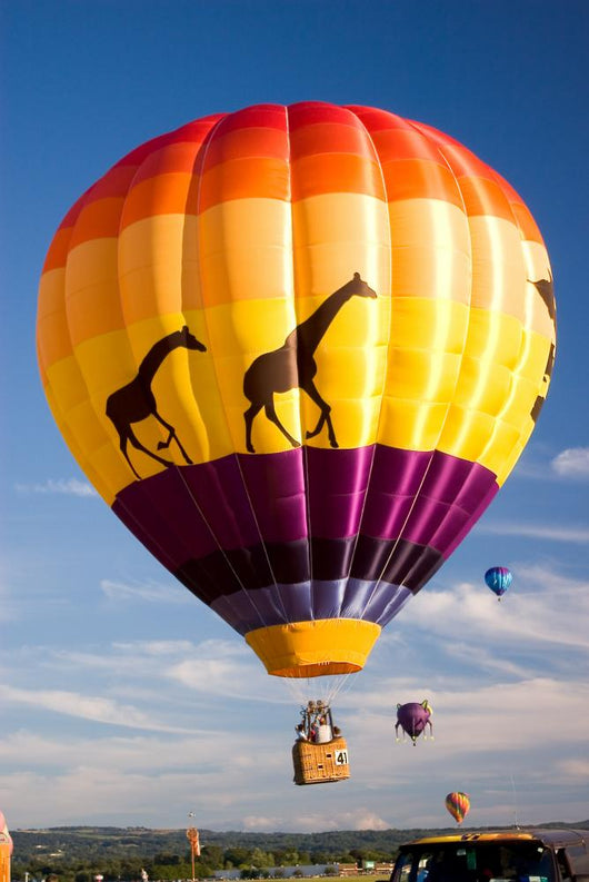 Safari Balloon Wall Mural