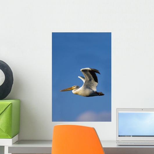 Flying Pelican Wall Mural