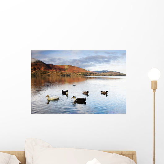 Ducks In Lake, Cumbria, England Wall Mural