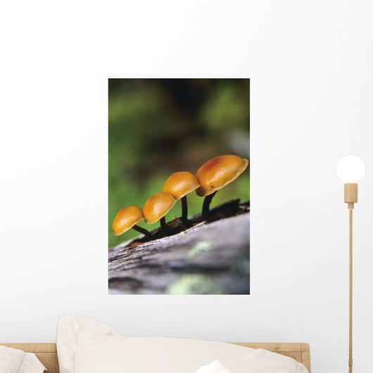 Mushrooms Growing On Log Wall Mural
