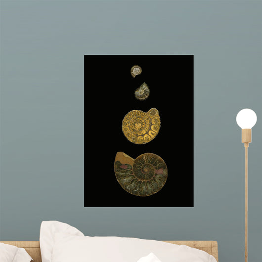 Fossilized Sea Shells Wall Mural
