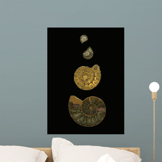 Fossilized Sea Shells Wall Mural