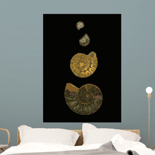 Fossilized Sea Shells Wall Mural