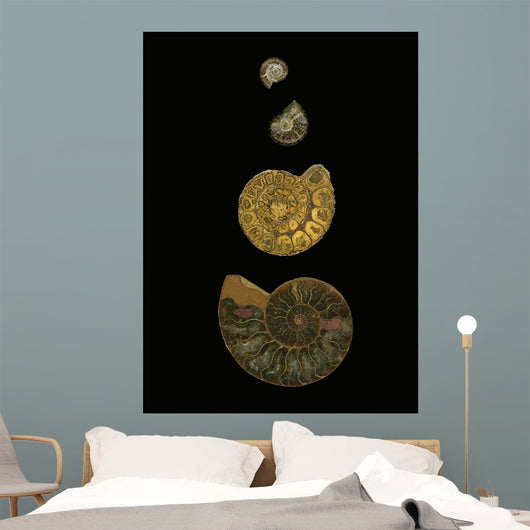 Fossilized Sea Shells Wall Mural
