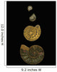 Fossilized Sea Shells Wall Mural
