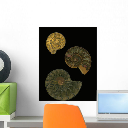 Fossilized Sea And Marine Shells Or Nautilus Wall Mural