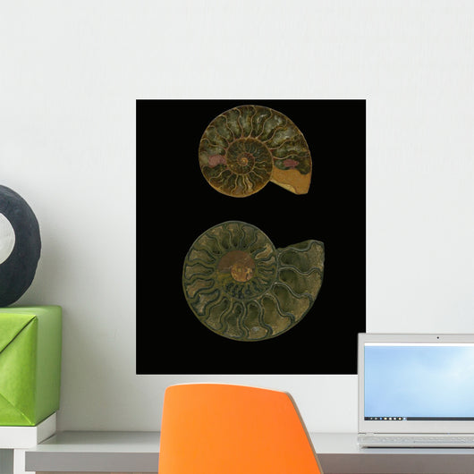 Fossilized Sea And Marine Shells Or Nautilus Wall Mural