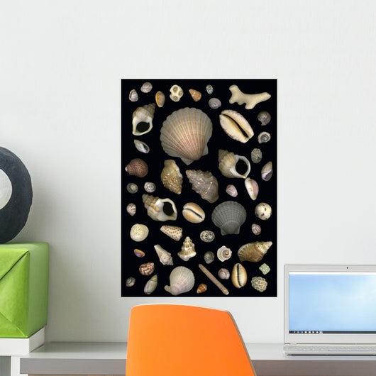 Various Sea Shells Wall Mural