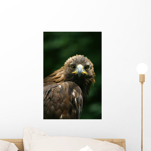 Golden Eagle's Face Wall Mural
