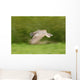 Great Horned Owl Wall Mural
