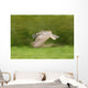 Great Horned Owl Wall Mural