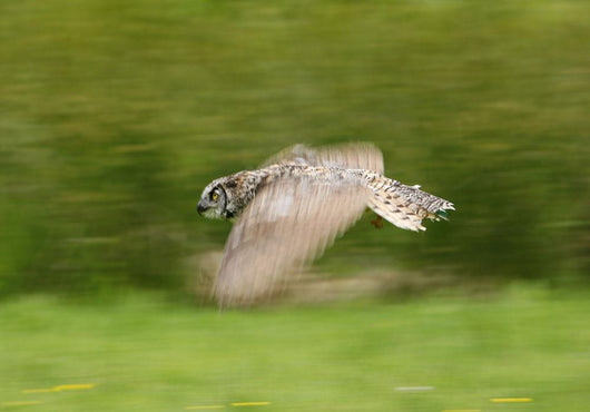 Great Horned Owl Wall Mural