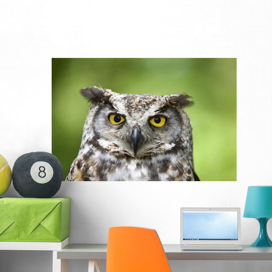 Great Horned Owl Wall Mural