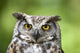 Great Horned Owl Wall Mural