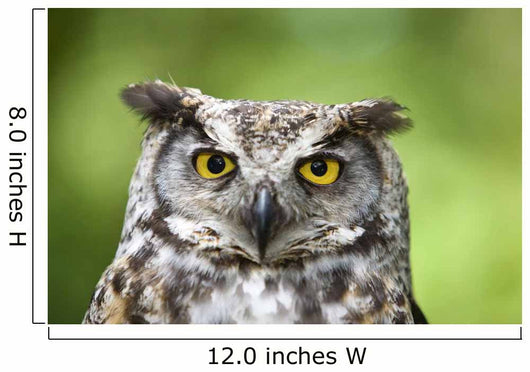 Great Horned Owl Wall Mural