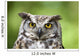 Great Horned Owl Wall Mural
