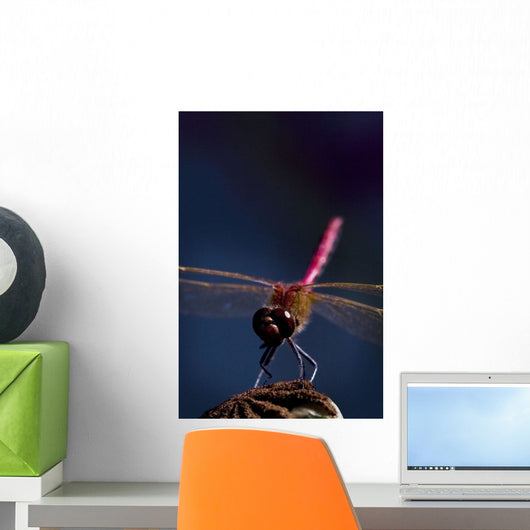Close Up Of A Dragonfly Wall Mural