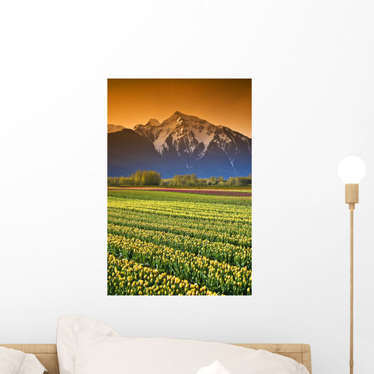 Tulip Cultivation, British Columbia, Canada Wall Mural