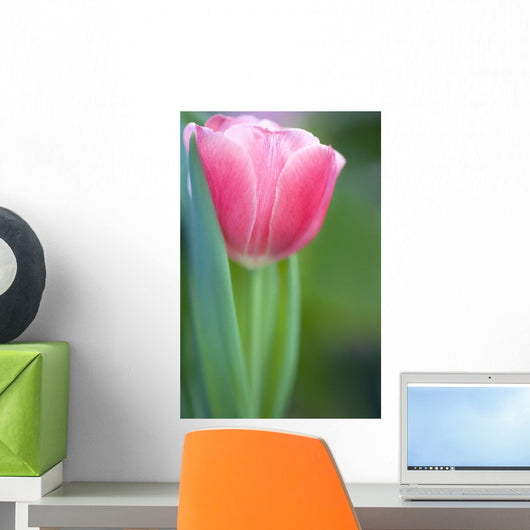 Pink Tulip Wall Mural