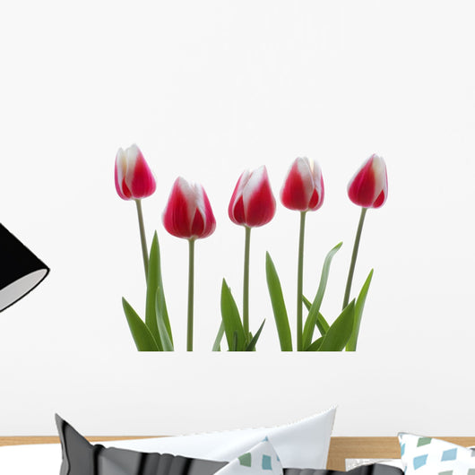 Row Of Pink Tulips On White Background Wall Decal