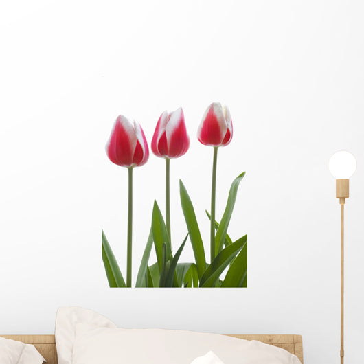 Row Of Pink Tulips On White Background Wall Decal