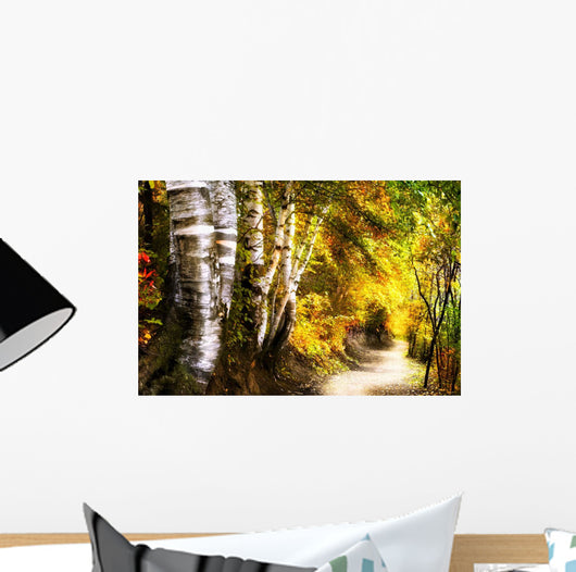 Birch Trees And Path Wall Mural