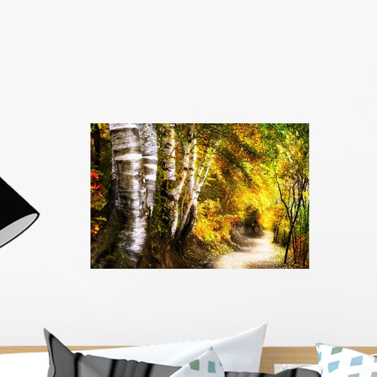 Birch Trees And Path Wall Mural