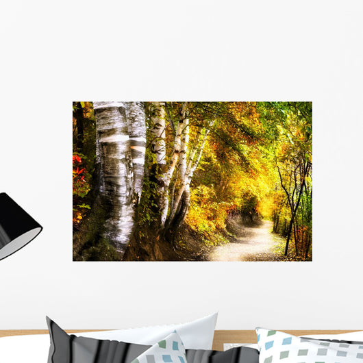 Birch Trees And Path Wall Mural