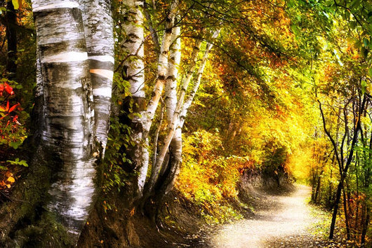 Birch Trees And Path Wall Mural