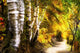 Birch Trees And Path Wall Mural