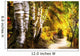 Birch Trees And Path Wall Mural
