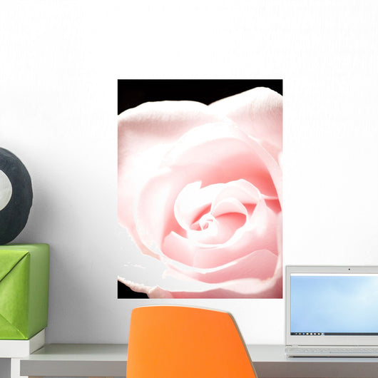 Pink Rose, Close-Up Wall Mural