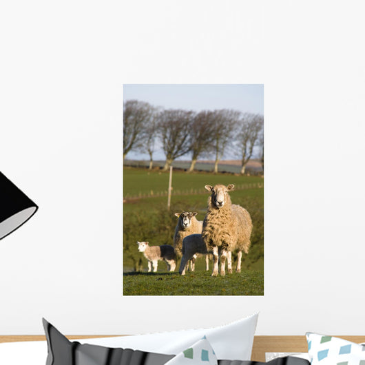 Sheep, Lake District, Cumbria, England, Europe Wall Mural