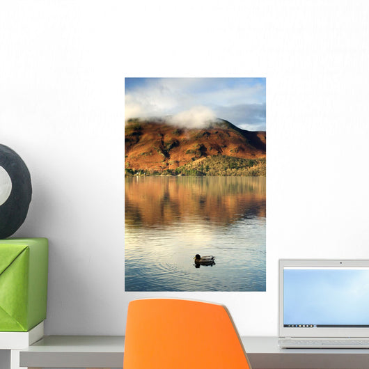 Duck On Lake, Lake District, Cumbria, England, United Kingdom Wall Mural