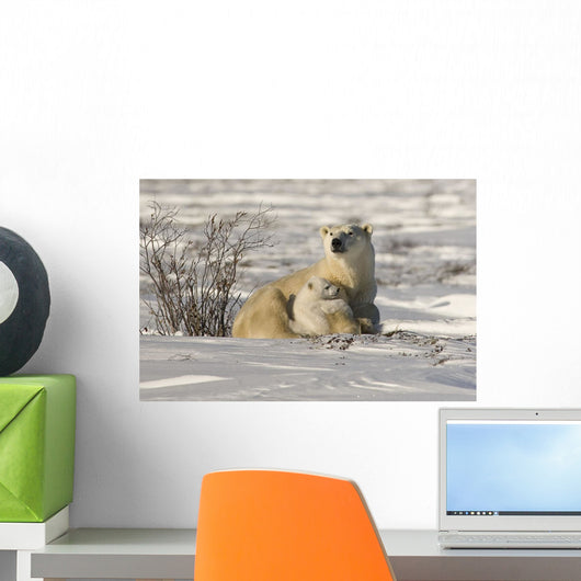 Polar Bear With Cub, Watchee, Churchill, Canada Wall Mural