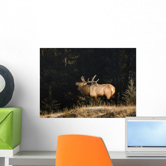 Elk In Forest, Banff National Park, Alberta, Canada Wall Mural