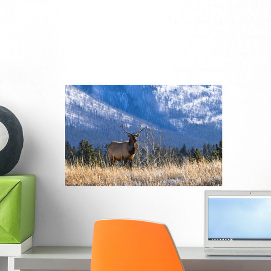 Elk In Forest, Banff National Park, Alberta, Canada Wall Mural