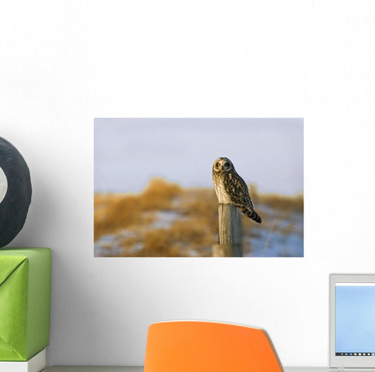 Short-Eared Owl, Alberta, Canada Wall Mural