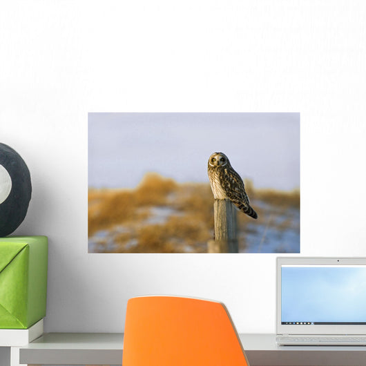 Short-Eared Owl, Alberta, Canada Wall Mural