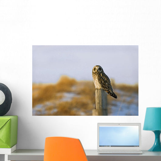 Short-Eared Owl, Alberta, Canada Wall Mural