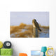 Short-Eared Owl, Alberta, Canada Wall Mural